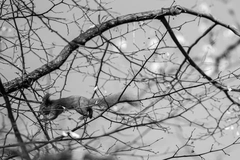 Cute Squirrel climbing a tree in Letna park in Prague, Czechia Stock Photos