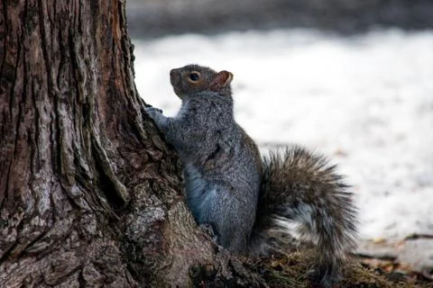 A cute squirrel climbing a tree in the winter 库存照片