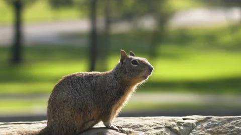 Cute squirrel. Close up portrait of a ground squirrel in city park in sunny day Stock Footage 151240352