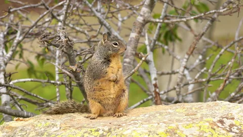 Cute squirrel close-up portrait. Ground squirrel sitting on a rock Stock Footage 167478751