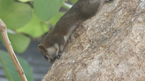 Cute squirrel closeup 스톡 동영상 91176371
