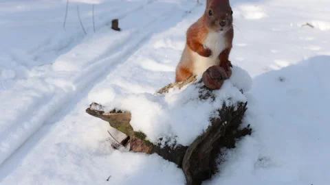 Cute squirrel collects nuts in winter Stock Footage 147082029