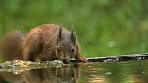 Cute Squirrel Drinking – Close-Up Eye-Level with Water Reflection 8K Stock-Footage 320289449