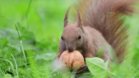 Cute squirrel eating a big walnut on vibrant green grass, filmed in slow motion. Stock Footage 299854969