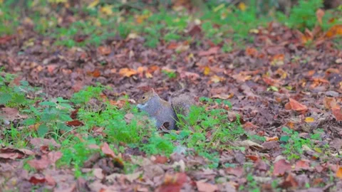 Cute Squirrel eating on the ground full of leaves, Autumn season, Outdoor 스톡 동영상 292152835
