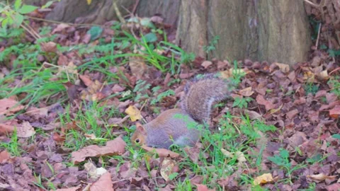 Cute Squirrel eating on the ground full of leaves, Autumn season, Outdoor Stock Footage 292152836