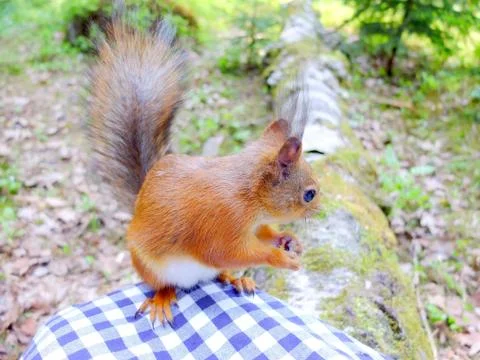 Cute squirrel eating a nut closeup, Finland Stock Photos