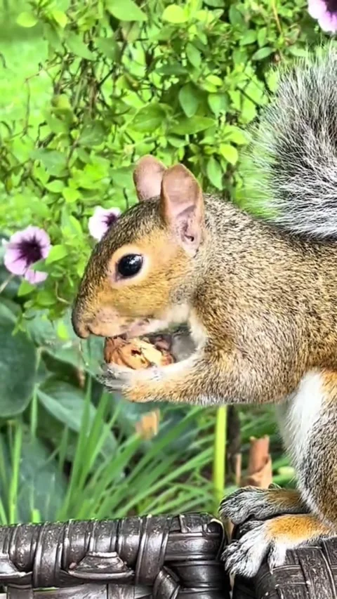 A cute squirrel eating a nut in a garden Vídeo Stock 344922080