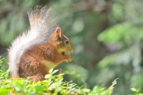 Cute squirrel eating a nut Stock Photos