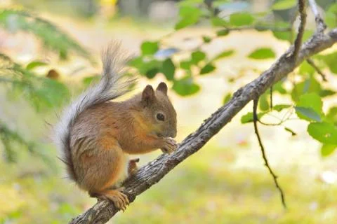 Cute squirrel eating a nut Stock Photos