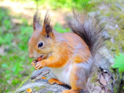 Cute squirrel eating a nut Stock Photos