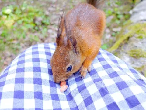 Cute squirrel eating a nut Stock Photos