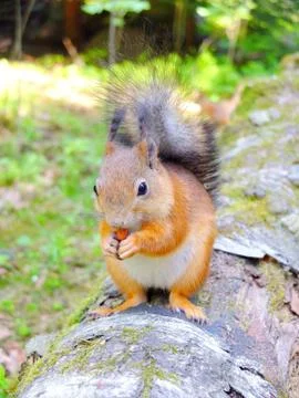 Cute squirrel eating a nut Stock Photos
