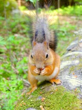 Cute squirrel eating a nut Stock Photos