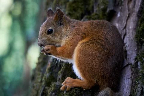 Cute squirrel eating a nut on a tree Stock Photos
