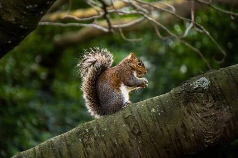 Cute Squirrel Eating Nut on Tree Branch in Lush Green Forest. Stock Photos