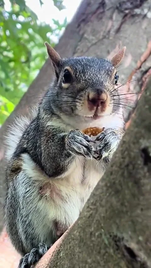 A cute squirrel eating a nut while perched on a tree branch Stock-Footage 343773683