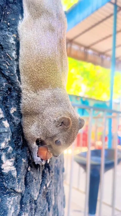 A cute squirrel eating a nut while hanging on a tree trunk Video stock 346844965