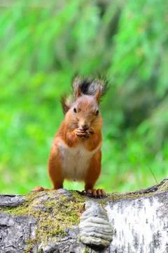 A cute squirrel eating a nut while standing on a log. Stock Photos