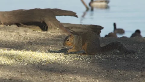 Cute squirrel eating nuts at ground Stock Footage 135562659