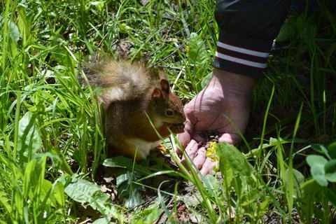 A cute squirrel eating nuts from a man's hand Stock Photos