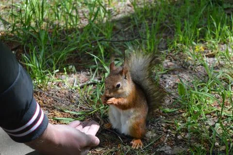 A cute squirrel eating nuts from a man's hand Foto stock