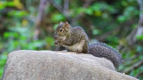 Cute Squirrel Eating Nuts on Rock in Forest Vidéo 330214345
