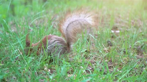 Cute Squirrel eating Nuts in Summer Forest Stock Footage 108732896