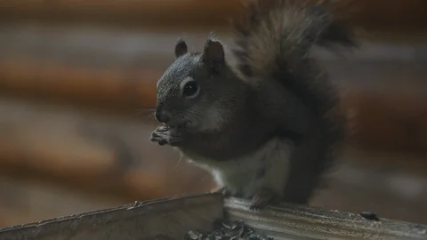 Cute Squirrel eating out of a plater in the woods at the cabin. Video stock 89904935