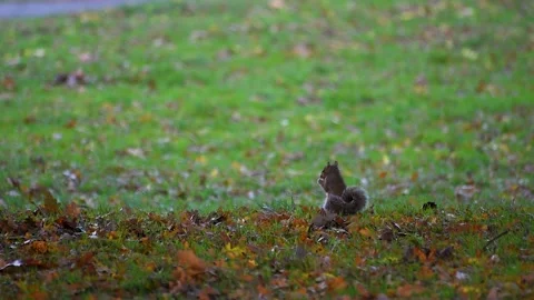 Cute squirrel eating in the park among fallen autumn leaves and green grass Stock Footage 143656494