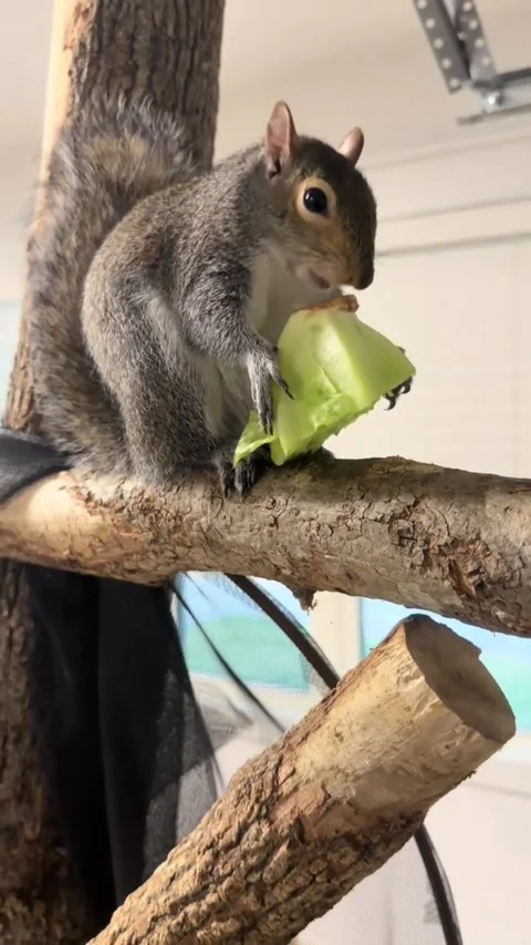 A cute squirrel eating a slice of green melon on a tree branch 스톡 동영상 344250801