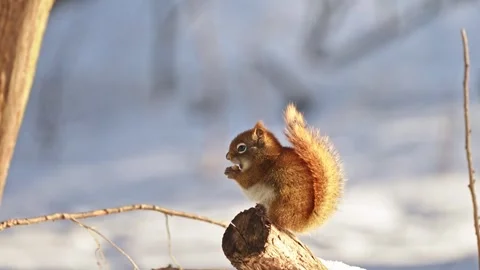 Cute squirrel eating in the sun during wintertime. Stock Footage 330602691