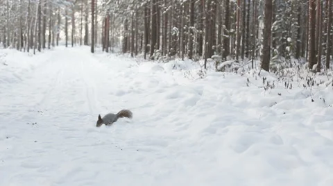 Cute squirrel eating there in winter scene with snow in the woods Stock Footage 56813019