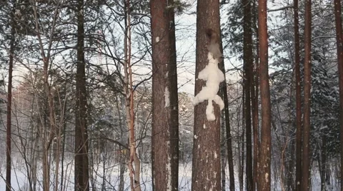 Cute squirrel eating there in winter scene with snow in the woods Stock Footage 57986644