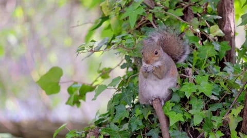 Cute squirrel eating on tree branch, spring time, outdoor Stock-Footage 274158316