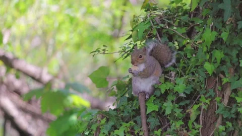 Cute squirrel eating on tree branch, spring time, outdoor 스톡 동영상 274158393