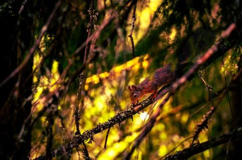 Cute squirrel eating on tree branch Stock Photos