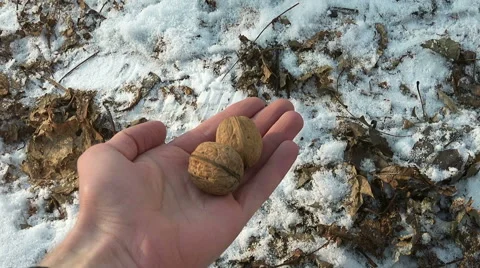 Cute Squirrel Eating Walnut from a Hand. Full HD Stock Footage 45733018