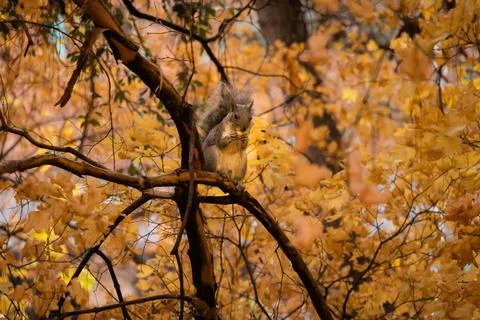 A cute squirrel eats an acorn in autumn colored leaves of a tree Stock Photos