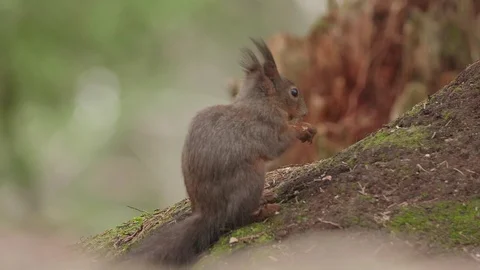 A Cute Squirrel Eats a Nut and Runs Away Stock Footage 108406044