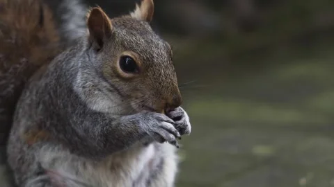 Cute squirrel eats a peanut. 스톡 동영상 276607241
