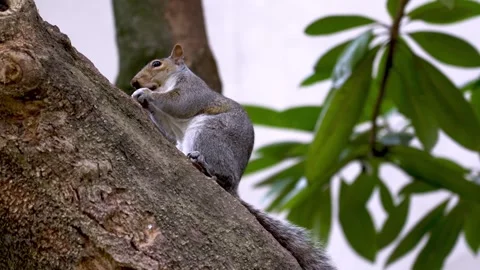 Cute squirrel eats a peanut. Stock Footage 276607258