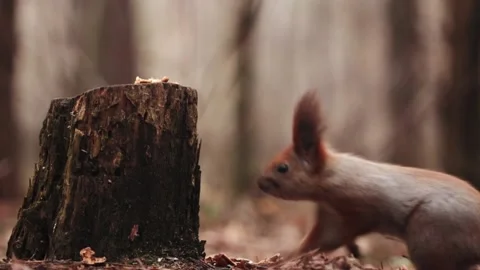 Cute squirrel eats a walnut while sitting sideways in the forest Stock Footage 234418262
