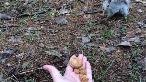 Cute Squirrel feed by hand Stock Footage 125722869