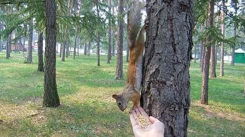 Cute Squirrel feed by hand Stock Footage 125723845
