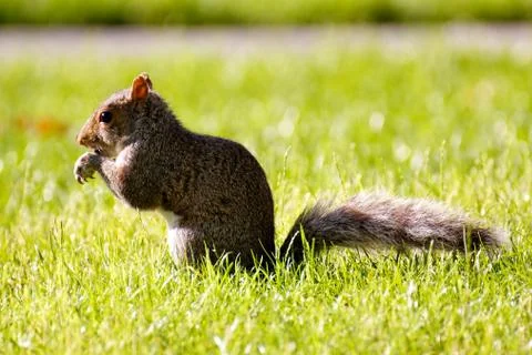 Cute squirrel feeding in the grass Stock Photos