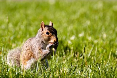 Cute Squirrel Feeding on Nut in Grass Stock Photos