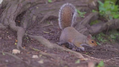 Cute squirrel finding food and eating, spring time, outdoor Stock-Footage 274157789