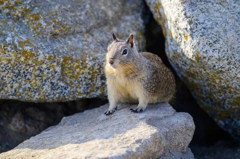 Cute squirrel with fluffy tail eating a nut in a snowy park setting showing Stock Photos
