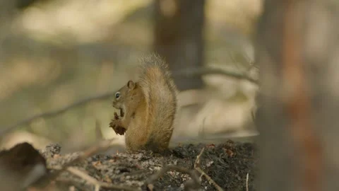 Cute Squirrel with Fluffy Tail in Forest Woodland Nibbling Nuts Stock Footage 244312898